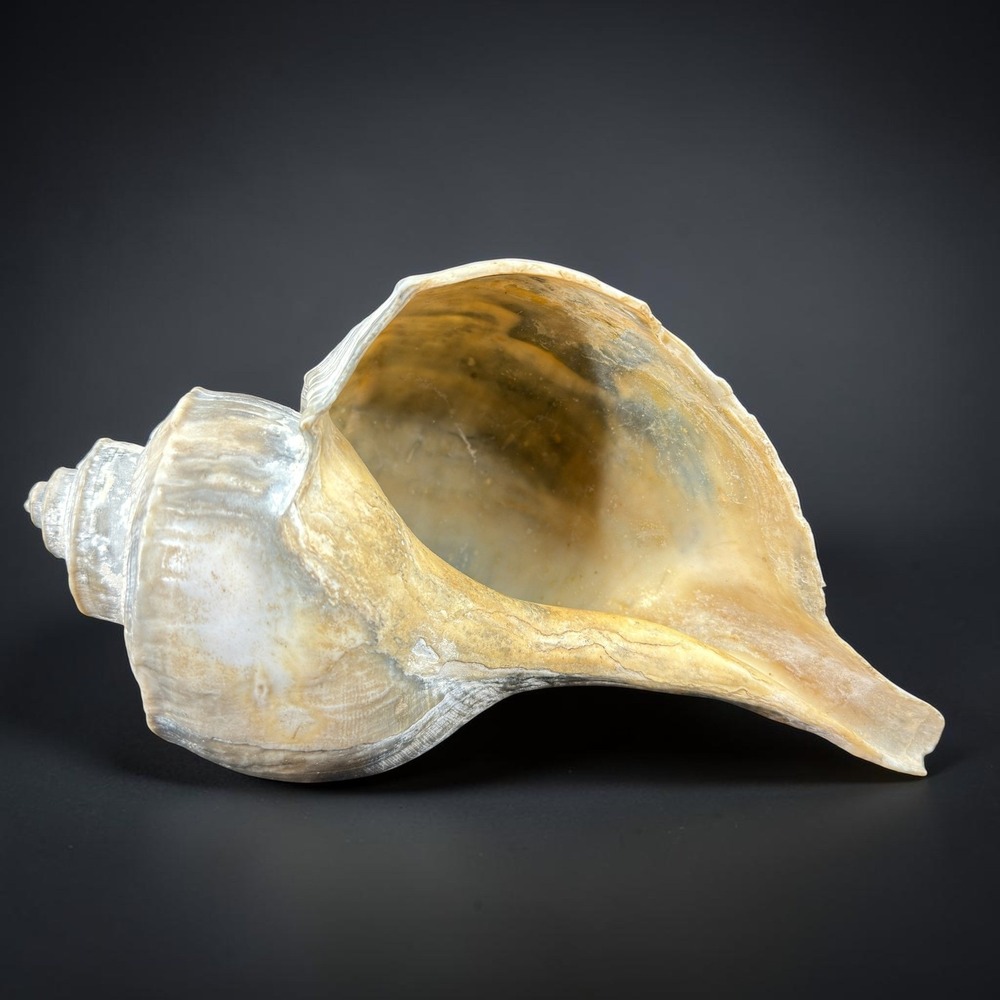 Large Natural Lightning Whelk Seashell 8 Inch Weathered Coastal Nautical Decor
